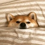 Avatar of Kashif Mirza